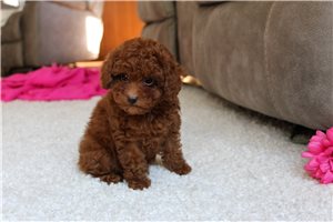 Olivia - Poodle, Toy for sale