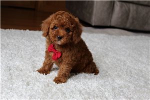 Owen - Poodle, Toy for sale