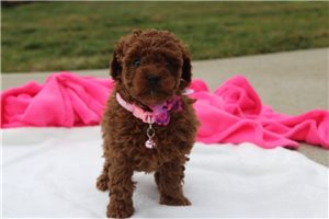 Ivory - puppy for sale