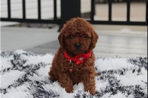 Zander - puppy for sale