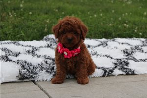 Zuri - Poodle, Miniature for sale