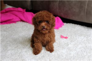 Olivia - Poodle, Toy for sale