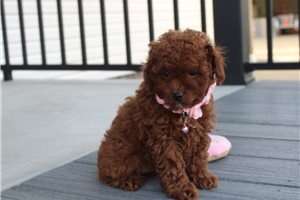 Ivanna - Poodle, Toy for sale