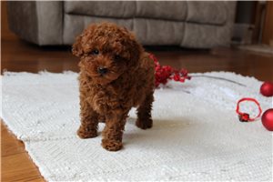 Gabriel - Poodle, Toy for sale
