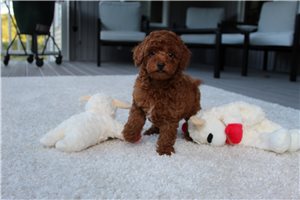 Horatio - Toy Poodle for sale