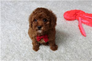 Owen - Toy Poodle for sale