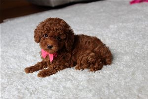 Olivia - Poodle, Toy for sale