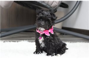 Sophia - Yorkiechon for sale