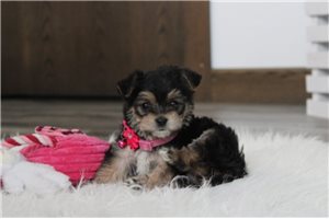 Loni - Yorkiechon for sale