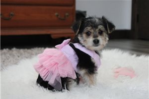 Freya - Yorkiechon for sale