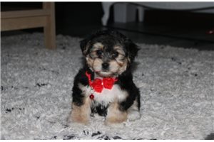 Felix - Yorkiechon for sale