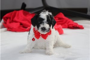 Monroe - Yorkiepoo - Yorkie Poo for sale