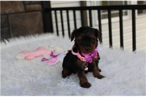 Nevaeh - puppy for sale