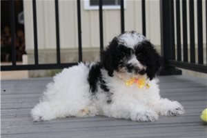 Monroe - Yorkiepoo - Yorkie Poo, placed in Akron / Canton