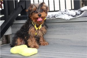Nash - Yorkiepoo - Yorkie Poo for sale