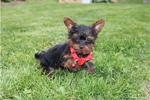Nolan - Yorkiepoo - Yorkie Poo for sale