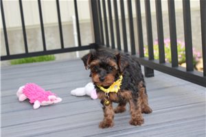 Nevaeh - Yorkiepoo - Yorkie Poo for sale