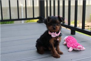 Nicolette - Yorkiepoo - Yorkie Poo for sale