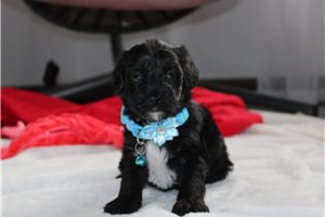 Monet - puppy for sale