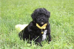 Milton - Yorkiepoo - Yorkie Poo for sale