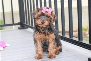 Nevaeh - Yorkiepoo - Yorkie Poo for sale