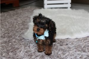Nash - puppy for sale