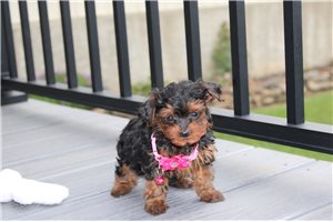 Nadia - Yorkiepoo - Yorkie Poo for sale