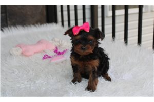 Nadia - Yorkiepoo - Yorkie Poo for sale