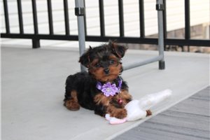 Nyla - Yorkiepoo - Yorkie Poo for sale