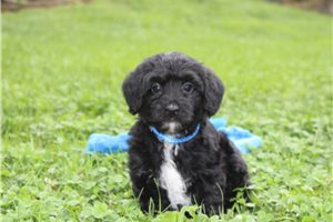 Monet - Yorkiepoo - Yorkie Poo for sale