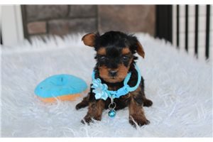 Nash - Yorkiepoo - Yorkie Poo for sale
