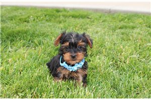 Nash - Yorkiepoo - Yorkie Poo for sale