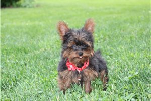 Nolan - puppy for sale