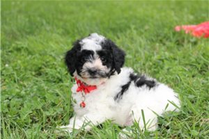 Monroe - Yorkiepoo - Yorkie Poo for sale