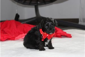 Mayweather - puppy for sale