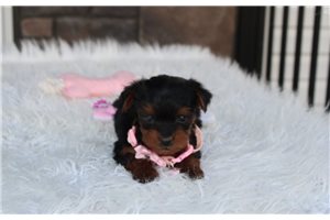 Nicolette - puppy for sale