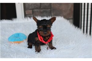Nolan - puppy for sale
