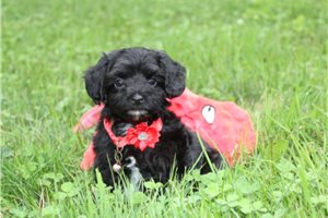 Mayweather - Yorkiepoo - Yorkie Poo for sale