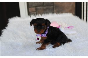 Nyla - puppy for sale