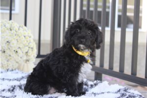 Monet - Yorkiepoo - Yorkie Poo for sale