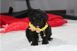 Milton - Yorkiepoo - Yorkie Poo for sale