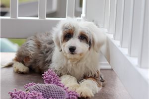 Persephone - Aussiedoodle for sale