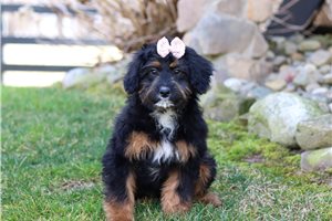 Phyllis - Aussiedoodle for sale