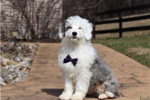 Percy - Aussiedoodle for sale