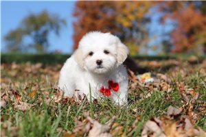 Gary - puppy for sale