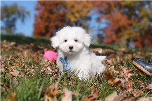 Gordon - Maltese for sale