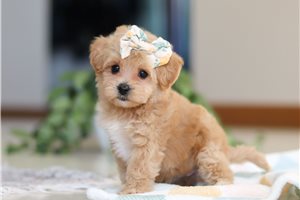 Christine - puppy for sale