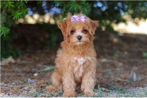 Glinda - puppy for sale