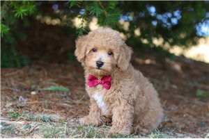 Foster - puppy for sale