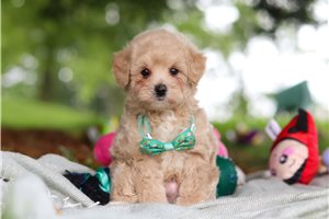 Dante - puppy for sale